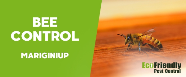 Bee Control  Mariginiup