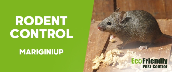 Rodent Treatment  Mariginiup