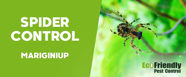 Spider Control  Mariginiup