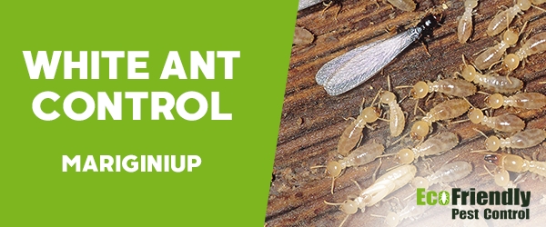White Ant Control  Mariginiup