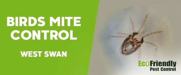 Bird Mite Control West Swan  