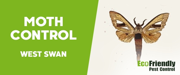 Moth Control West Swan  