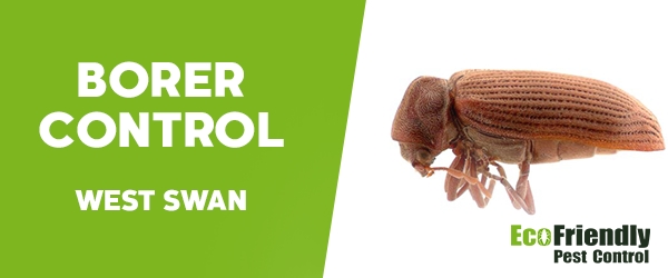 Borer Control West Swan  