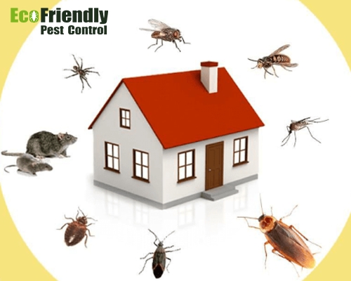 Pest Control Woodlands  