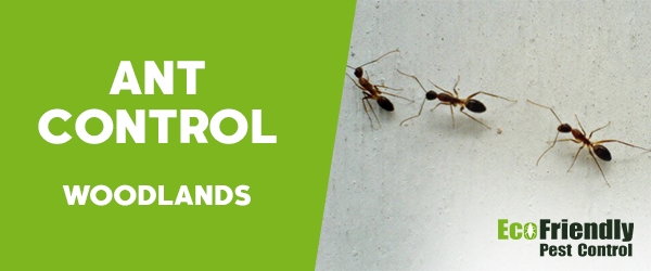 Ant Control Woodlands  