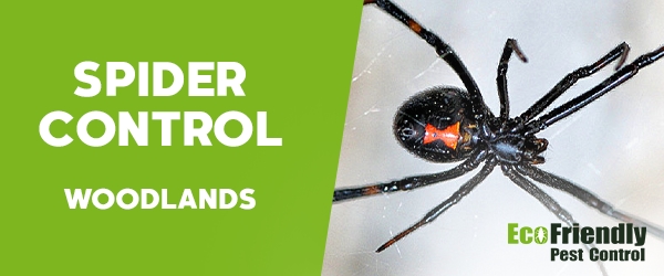 Spider Control Woodlands  