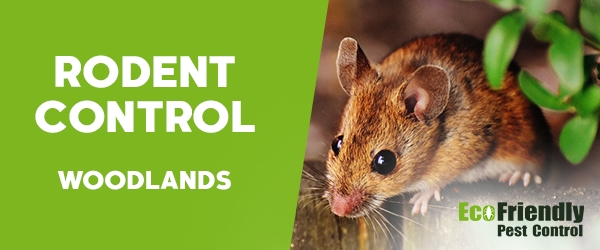 Rodent Treatment Woodlands  