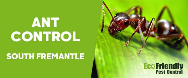 Ant Control  South Fremantle 
