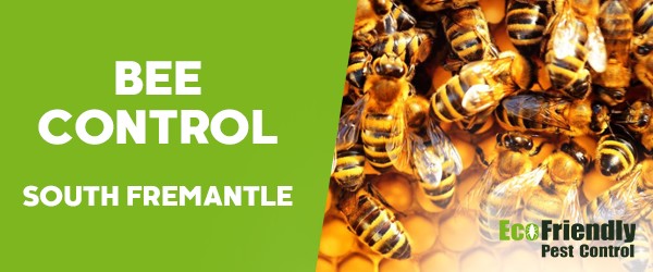 Bee Control  South Fremantle 