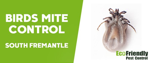 Bird Mite Control  South Fremantle 