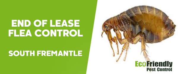 End of Lease Flea Control  South Fremantle 