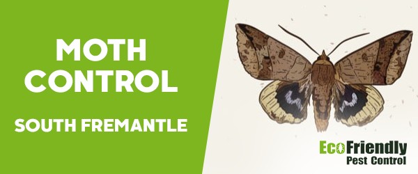 Moth Control  South Fremantle 