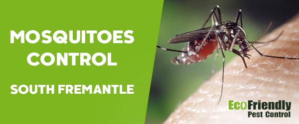Mosquitoes Control  South Fremantle 