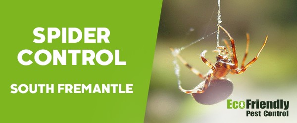 Spider Control  South Fremantle 