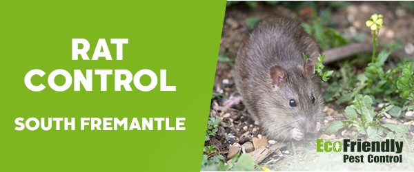 Rat Pest Control  South Fremantle 