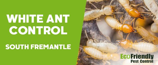 White Ant Control  South Fremantle 