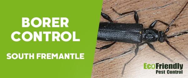 Borer Control  South Fremantle 