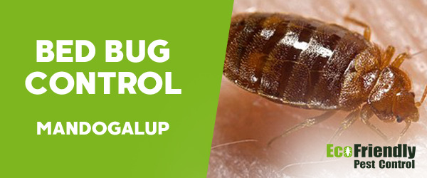 Bed Bug Control Mandogalup