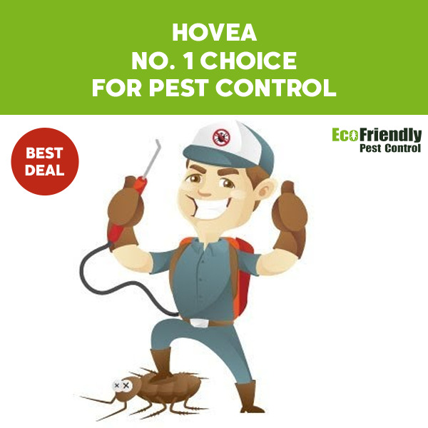 Pest Control Hovea