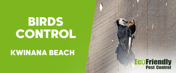 Pest Control Kwinana Beach