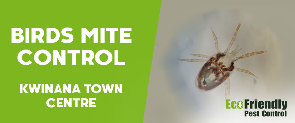 Pest Control Kwinana Town Centre