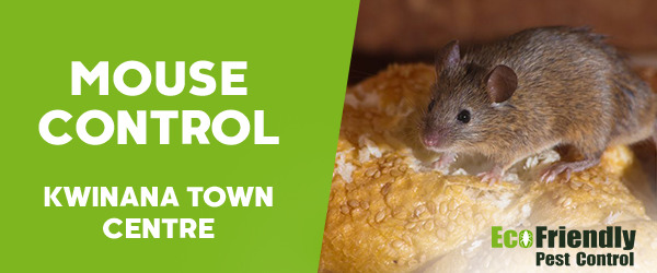 Pest Control Kwinana Town Centre