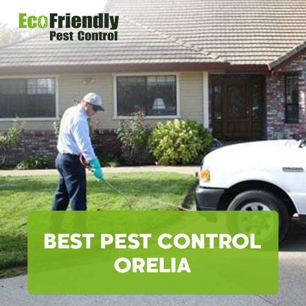 Best Pest Control Orelia