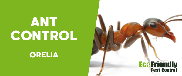 Ant Control Orelia