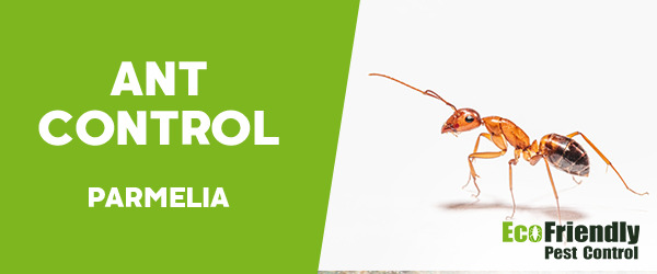 Ant Control Parmelia